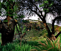Hollywood