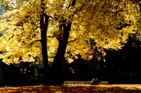 Fall Brilliance