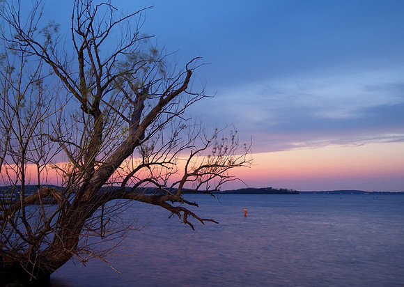 Tree and Lake Mendota