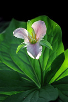 Trillium in the Sun