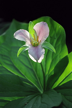 Trillium in the Sun