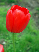 Lesleys Tulips 1