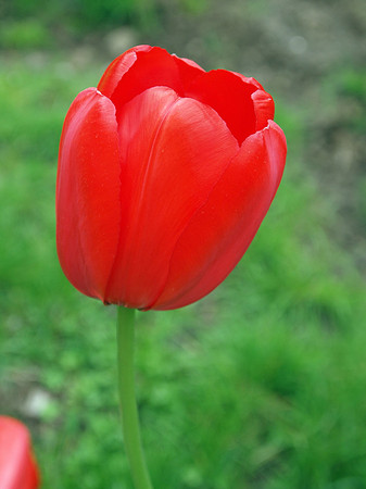 Lesleys Tulips 1