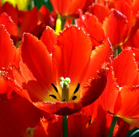 Bellagio Tulips