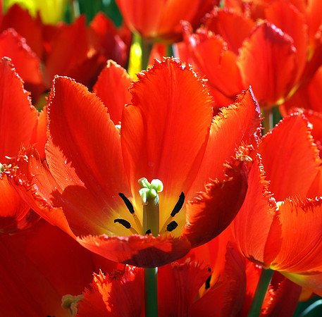 Bellagio Tulips