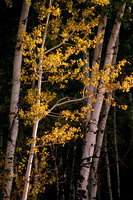 Aspens in Fall