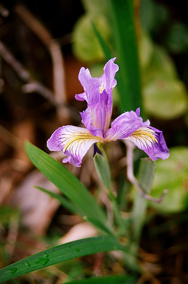 Wild Iris