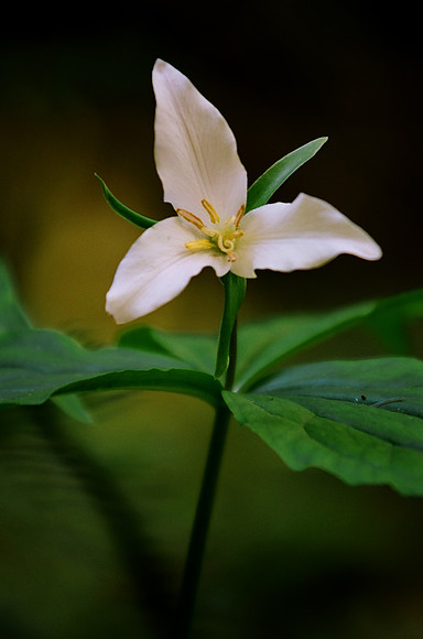 Trillium in the Redwoods