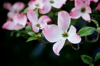 Dogwood
