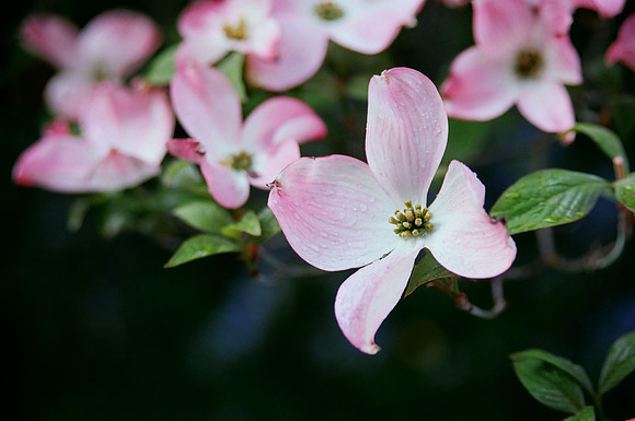 Dogwood
