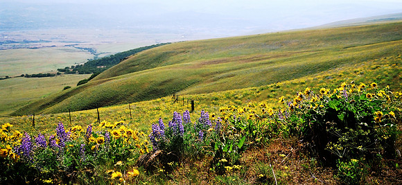 Wild Flowers on Columbia Ridge