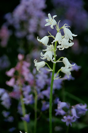 Bells