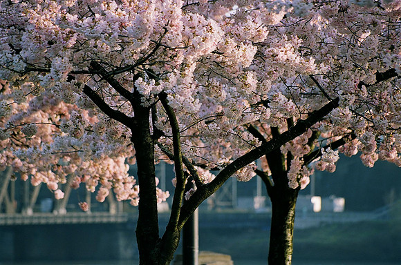 Cherry Trees 3