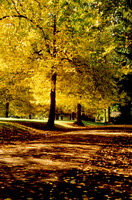 Laurelhurst 1