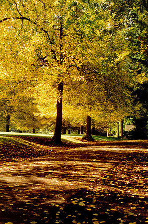 Laurelhurst 1