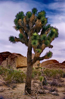 Joshua Tree