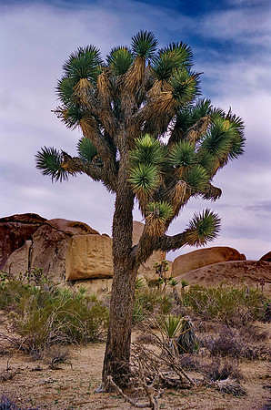 Joshua Tree
