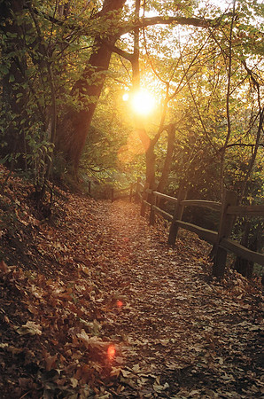 Oaks Bottom
