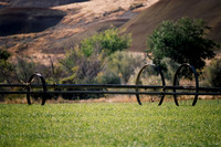 Watering the Field