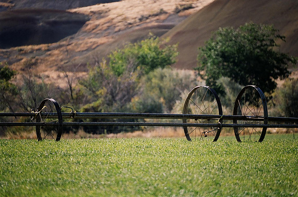 Watering the Field