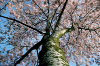 Cherry Tree