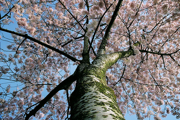 Cherry Tree