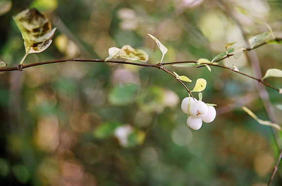 Winter Berries